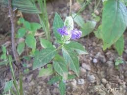 Rungia repens leaf1.jpg